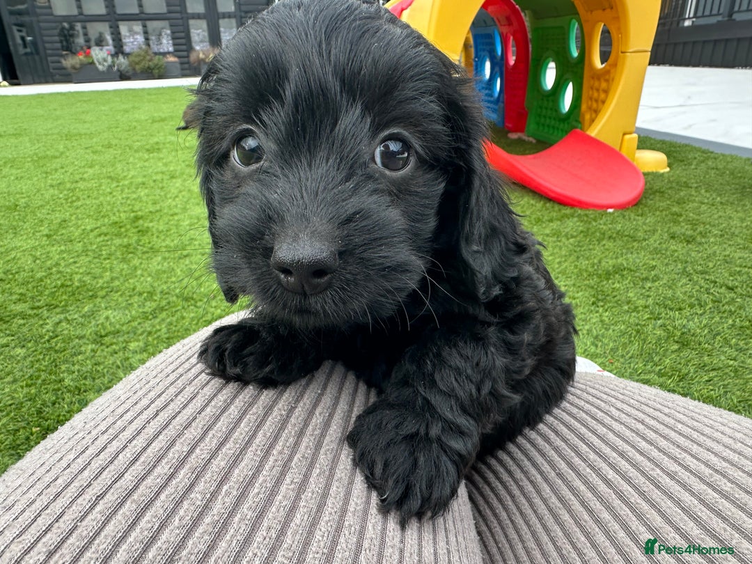 Mixed Breed dogs for sale: Stunning Daxipoo both parents kc,  health tested - Image 2