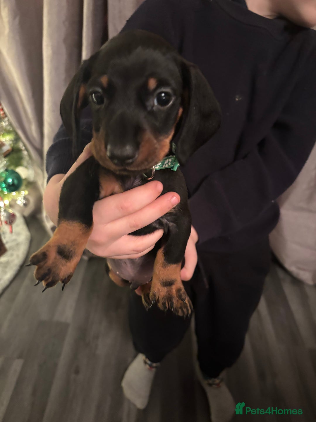 Dachshund dogs for sale: Dachshund puppies ready this week! - Advert 7