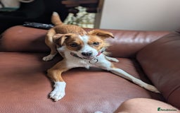 Mixed Breed dogs for sale: Roo - Lovely Small Dog - Image 4