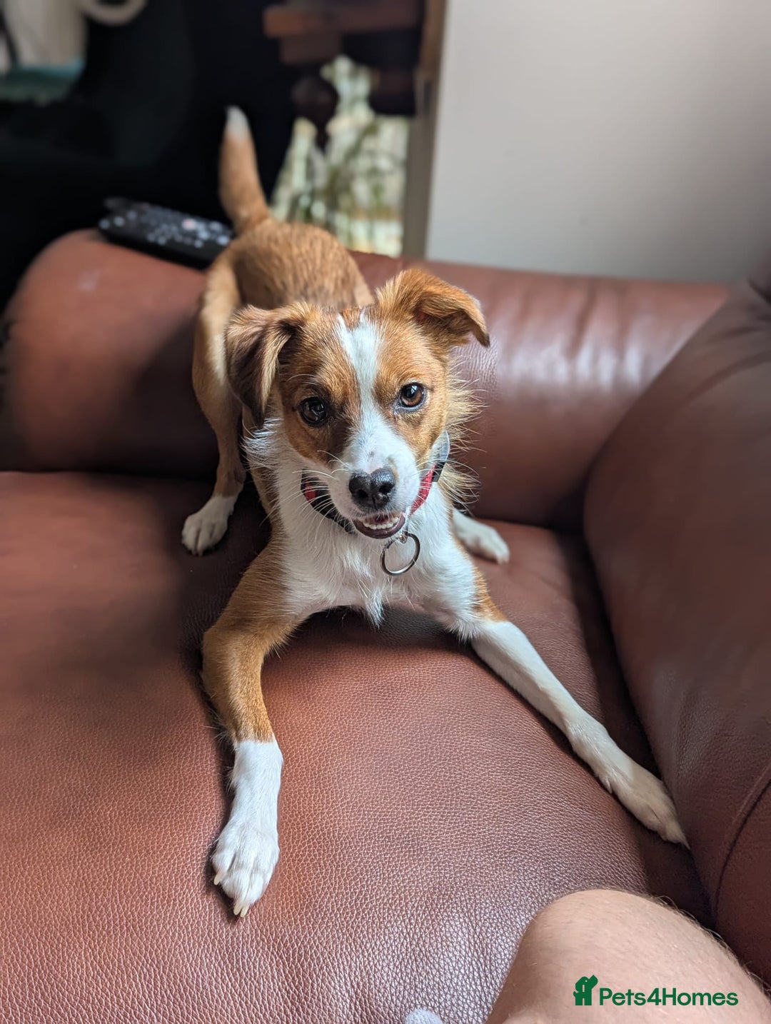 Mixed Breed dogs for sale: Roo - Lovely Small Dog - Image 4