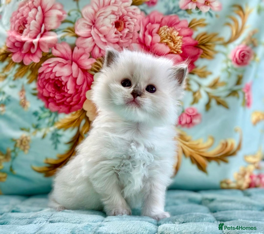 Ragdoll cats for sale: 1 boy 3 girls  - Image 6