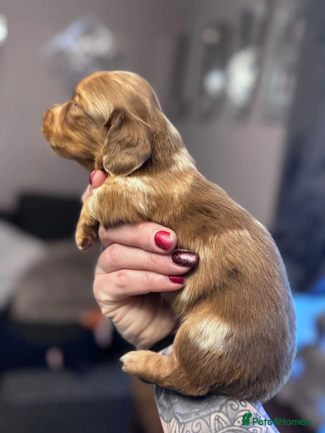 Miniature Dachshund dogs for sale: Miniatures dachshunds - Advert 5