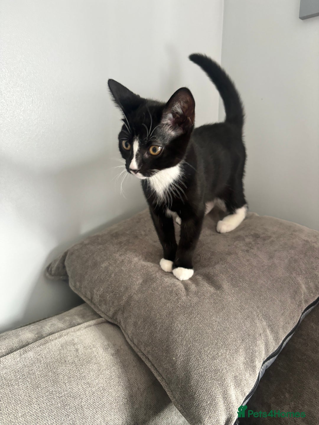 Domestic Shorthair cats for sale: 3 beautiful kittens left  - Image 6