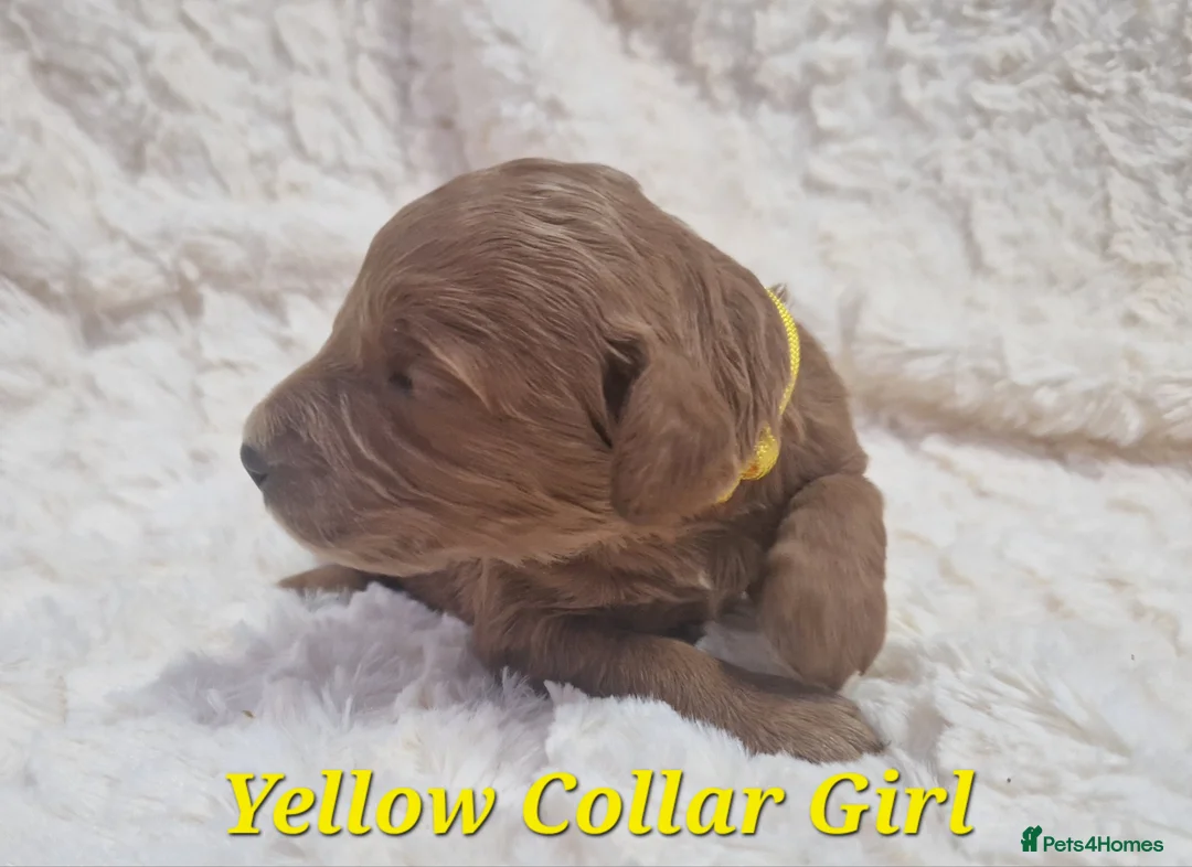 Mini Goldendoodle dogs for sale: Miniature Goldendoodle puppies available - Advert 3