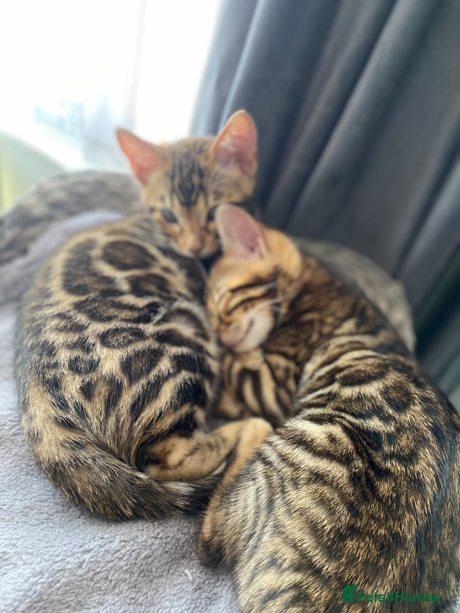 Bengal cats Two Little Princesses - Advert 2