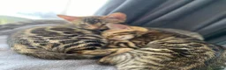 Bengal cats for sale: One Little Princesses - Advert 18
