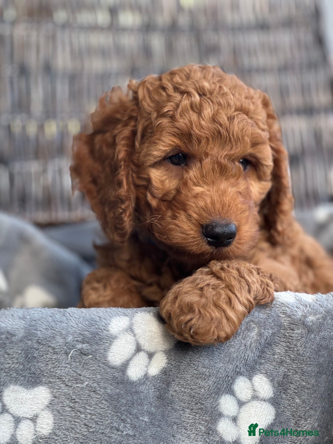 Cockapoo dogs for sale: Cockapoo Litter Due 25th January  - Advert 30