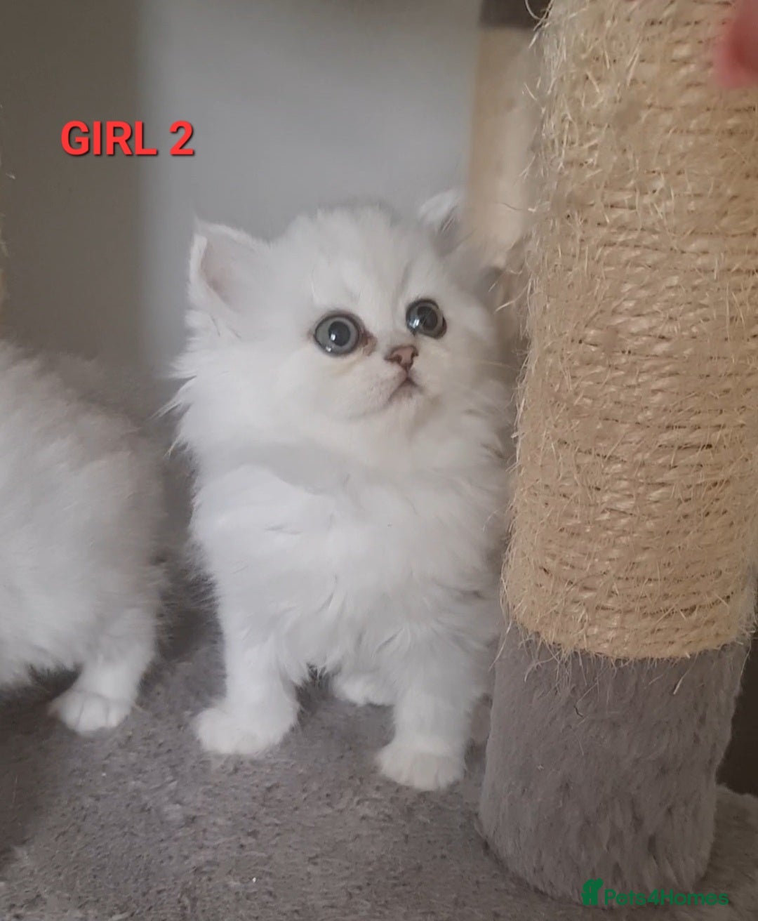 Persian cats for sale: 2 girls left!Ready now! Persian Chinchilla kittens - Image 7