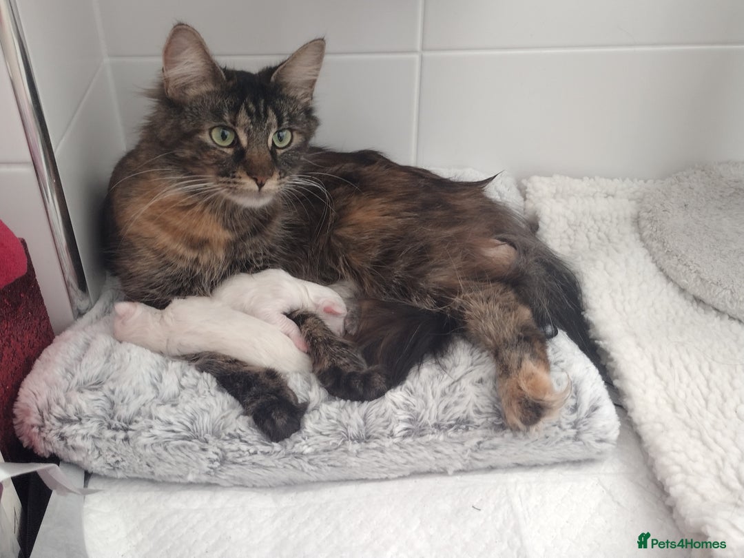 Maine Coon cats for sale: 4 Maine coon kittens white or ginger - Image 4