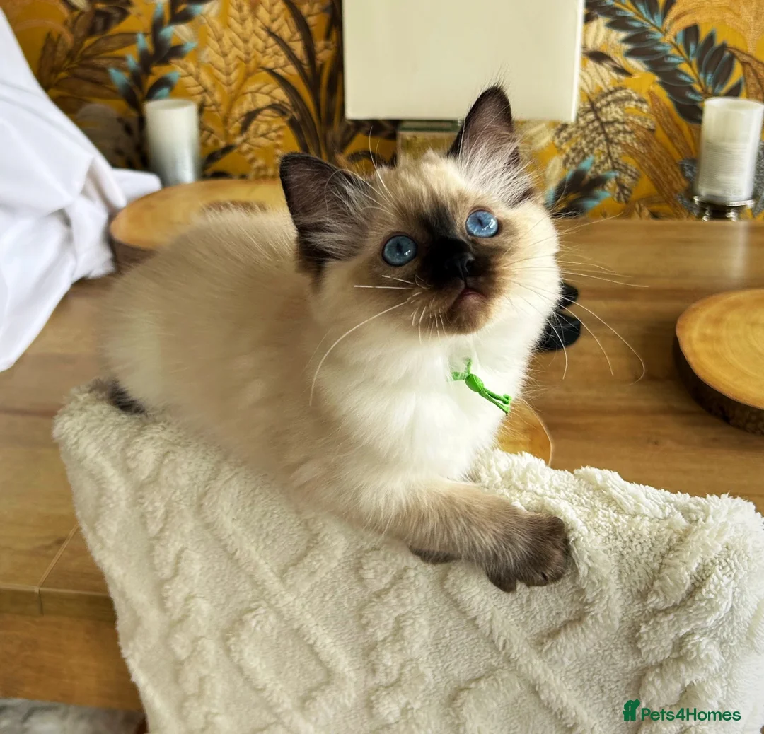 Ragdoll cats for sale: Seal colourpoint Ragdoll  - Advert 2