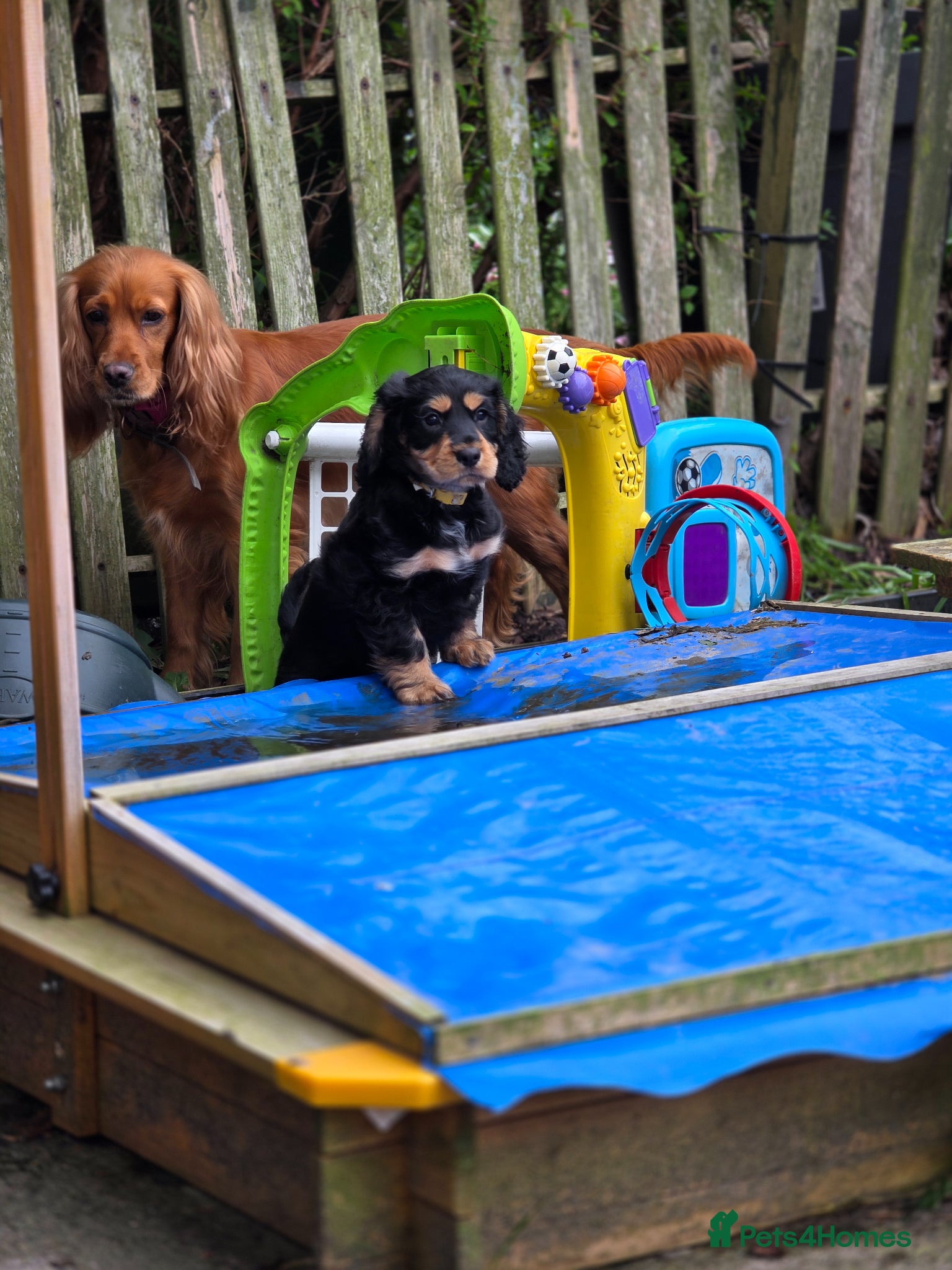 Cocker Spaniel dogs 3 show cocker spaniel boys for sale - Advert 3