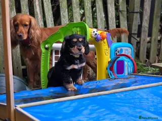 Cocker Spaniel dogs 3 show cocker spaniel boys for sale - Advert 14