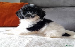 Cockapoo dogs for sale: Best Friend Sofa Companions 🥰 Fully vaccinated  - Image 14