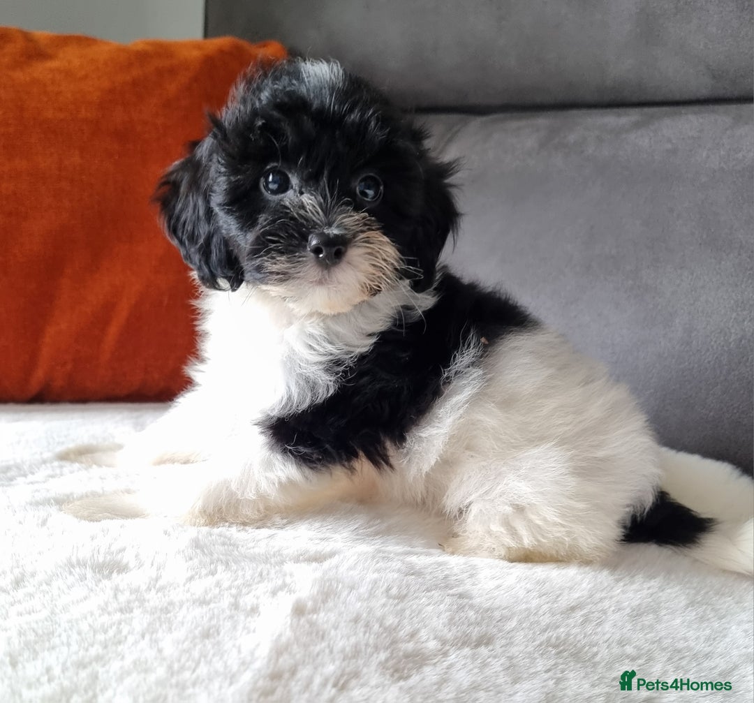 Cockapoo dogs for sale: Best Friend Sofa Companions 🥰 Fully vaccinated  - Image 14