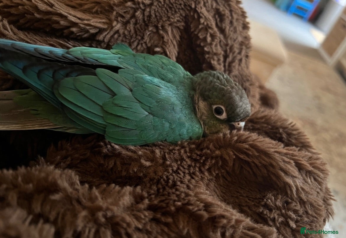 Conures birds 16 week Green Cheek Conure - Advert 10