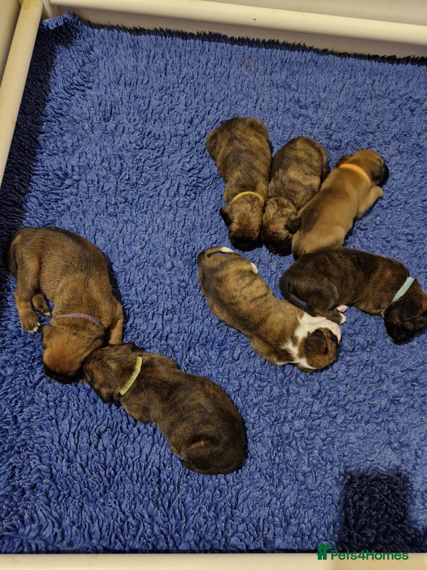 Boxer dogs GORGEOUS KC PUPPIES  - Advert 7