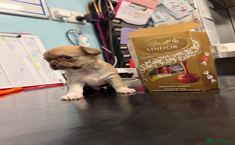 Chihuahua dogs Health tested & KC Reg Chocolate sable boy left! - Advert 16