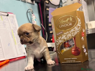 Chihuahua dogs Health tested & KC Reg Chocolate sable boy left! - Advert 5