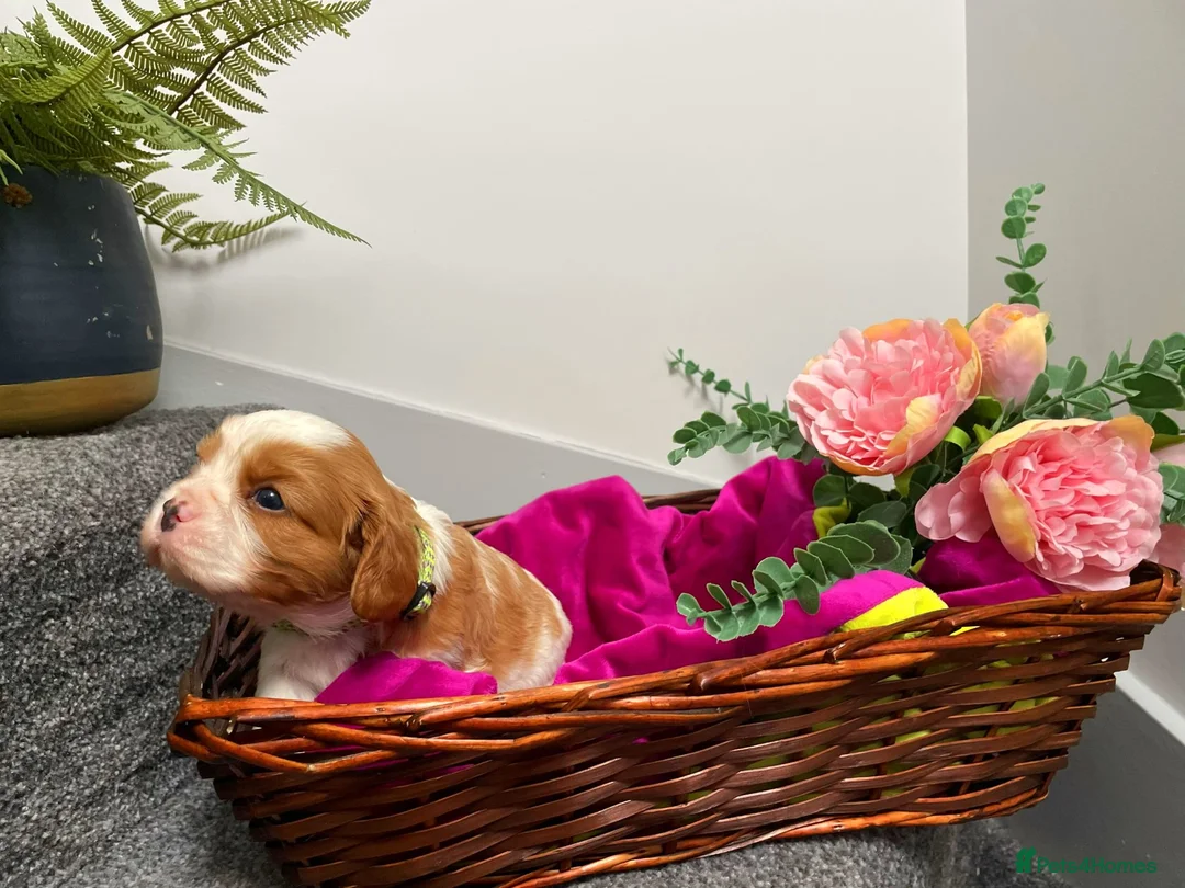 Cavalier King Charles Spaniel dogs for sale: KC Reg Beautifully Bred Cavaliers in Barry - Advert 13
