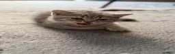 British Shorthair cats for sale: Two Beautiful Scottish Boy Kittens 💙 in Wellingborough - Advert 10