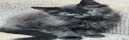Mixed Breed cats for sale: Black half Ragdoll kittens for sale - Advert 3