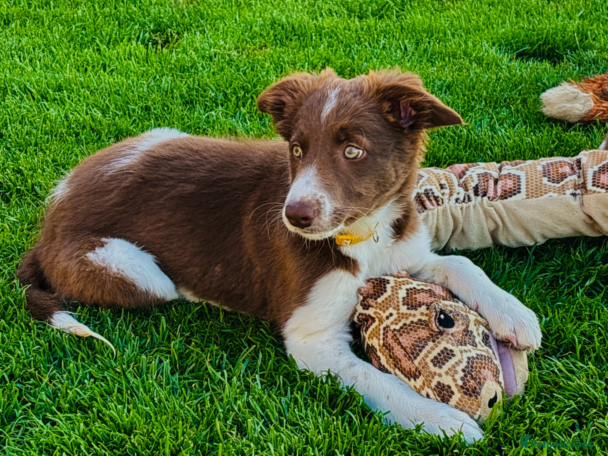 Border Collie dogs Exceptional Border collie puppy  - Advert 16