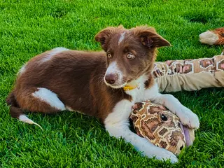 Border Collie dogs Exceptional Border collie puppy - Advert 16