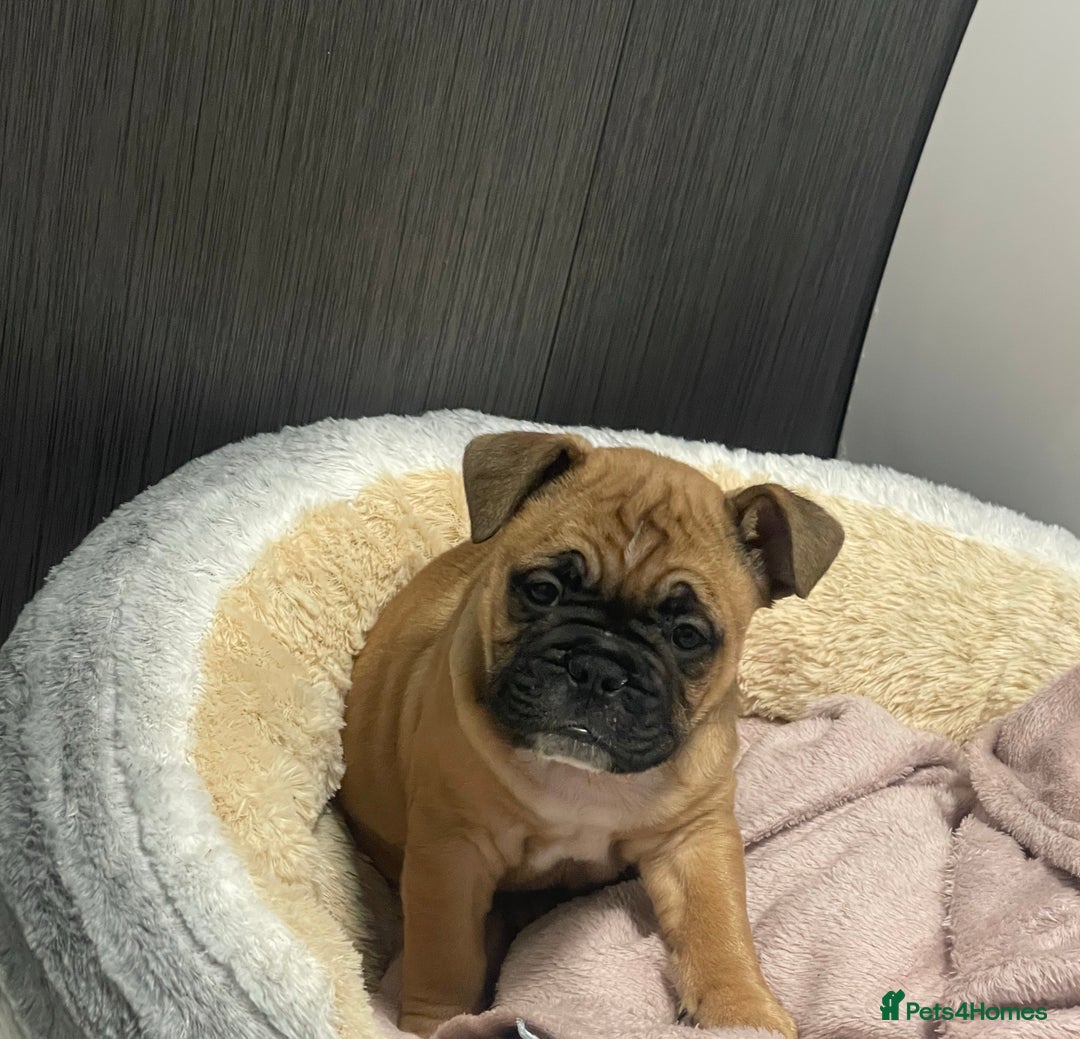 English Bulldog dogs for sale: English bulldog - Image 1