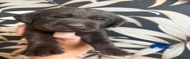 Labrador Retriever 2