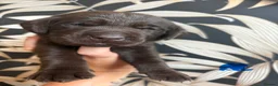 Labrador Retriever dogs for sale: Beautiful Chocolate Labs - Advert 9