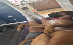 Mixed Breed dogs for sale: Nyla  - Image 3