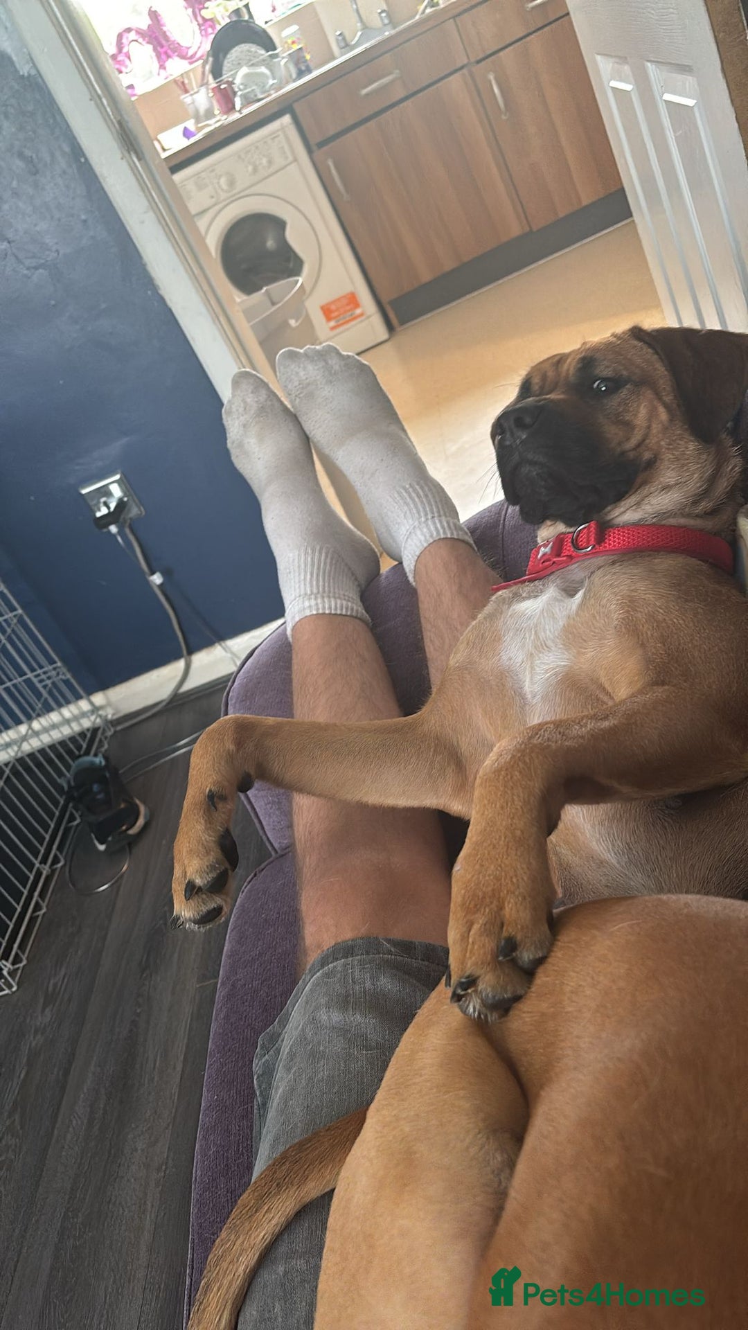 Mixed Breed dogs for sale: Nyla  - Image 3