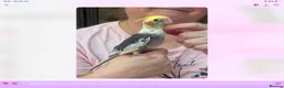Cockatiels birds for sale: Baby cocktails for sale - Advert 14