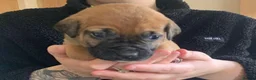 Mixed Breed dogs for sale:  Beautiful mastiff cross ,  - Advert 4