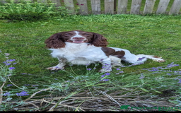 English Springer Spaniel dogs for sale: 6 gorgeous KC reg ESS puppies  - Image 9
