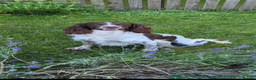 English Springer Spaniel dogs for sale: STUNNING liver and white KC ESS male  - Advert 12