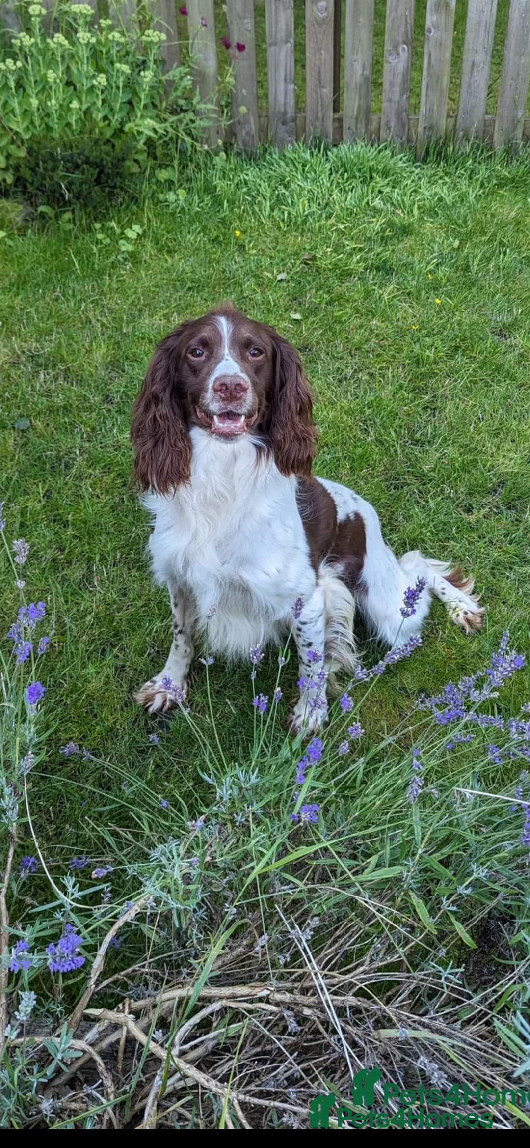 English Springer Spaniel dogs for sale: 6 gorgeous KC reg ESS puppies  - Image 9