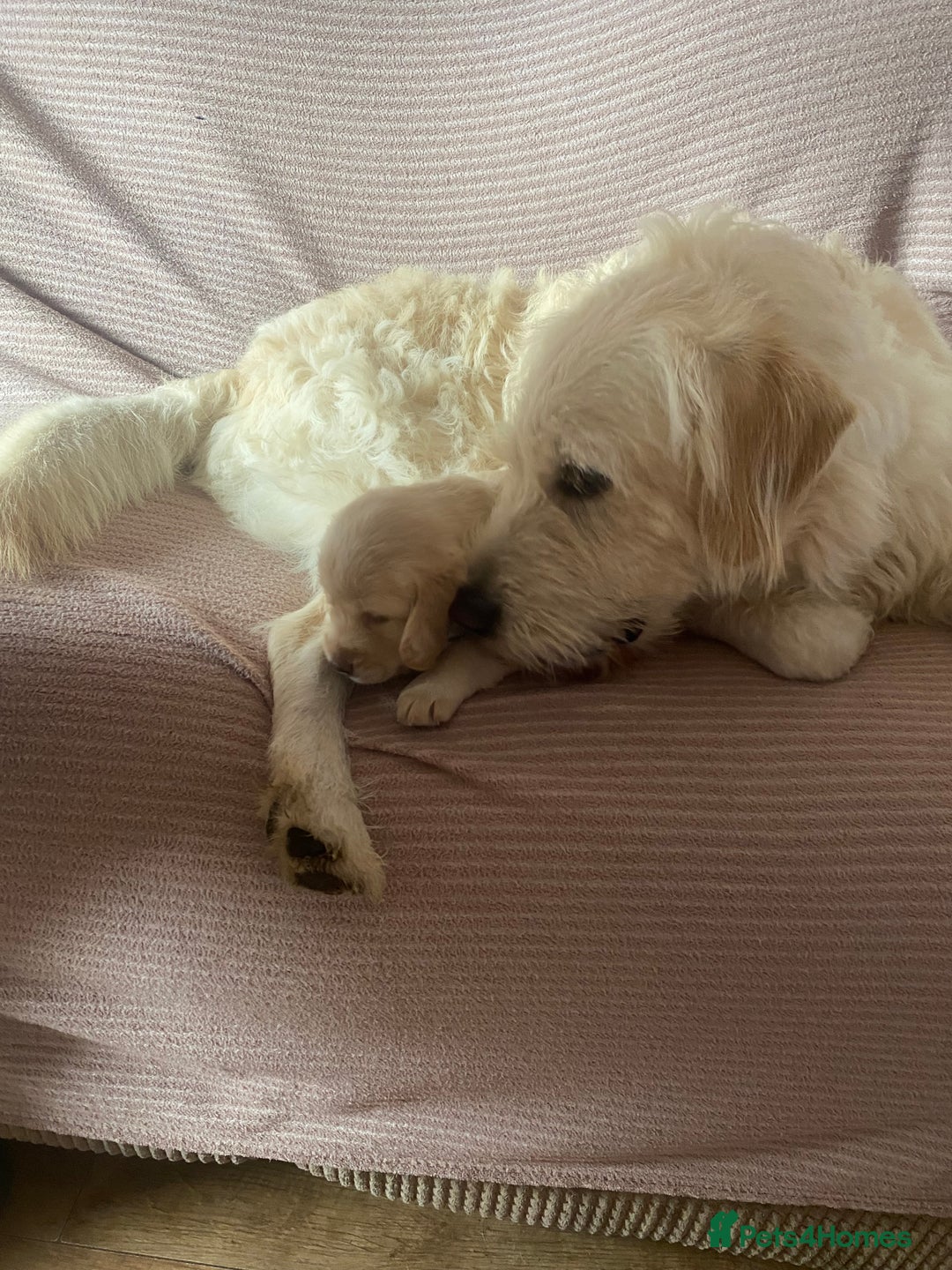 Labradoodle dogs for sale: Labradoodle puppies for sale £600-£750 - Image 16