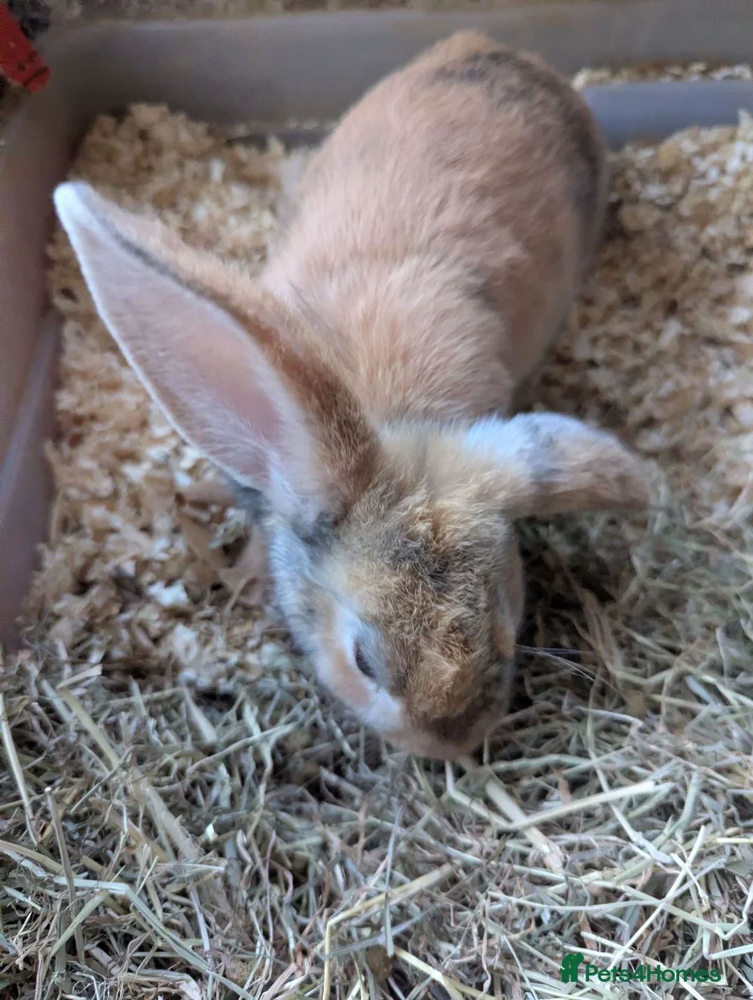 Mixed Breed rabbits for sale: Baby rabbits in Fleet - Advert 12