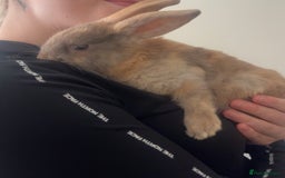 Beveren rabbits for sale: Babi and merl  - Image 3