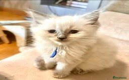 Ragdoll cats for sale: traditional Mitted ragdoll’s - Image 8