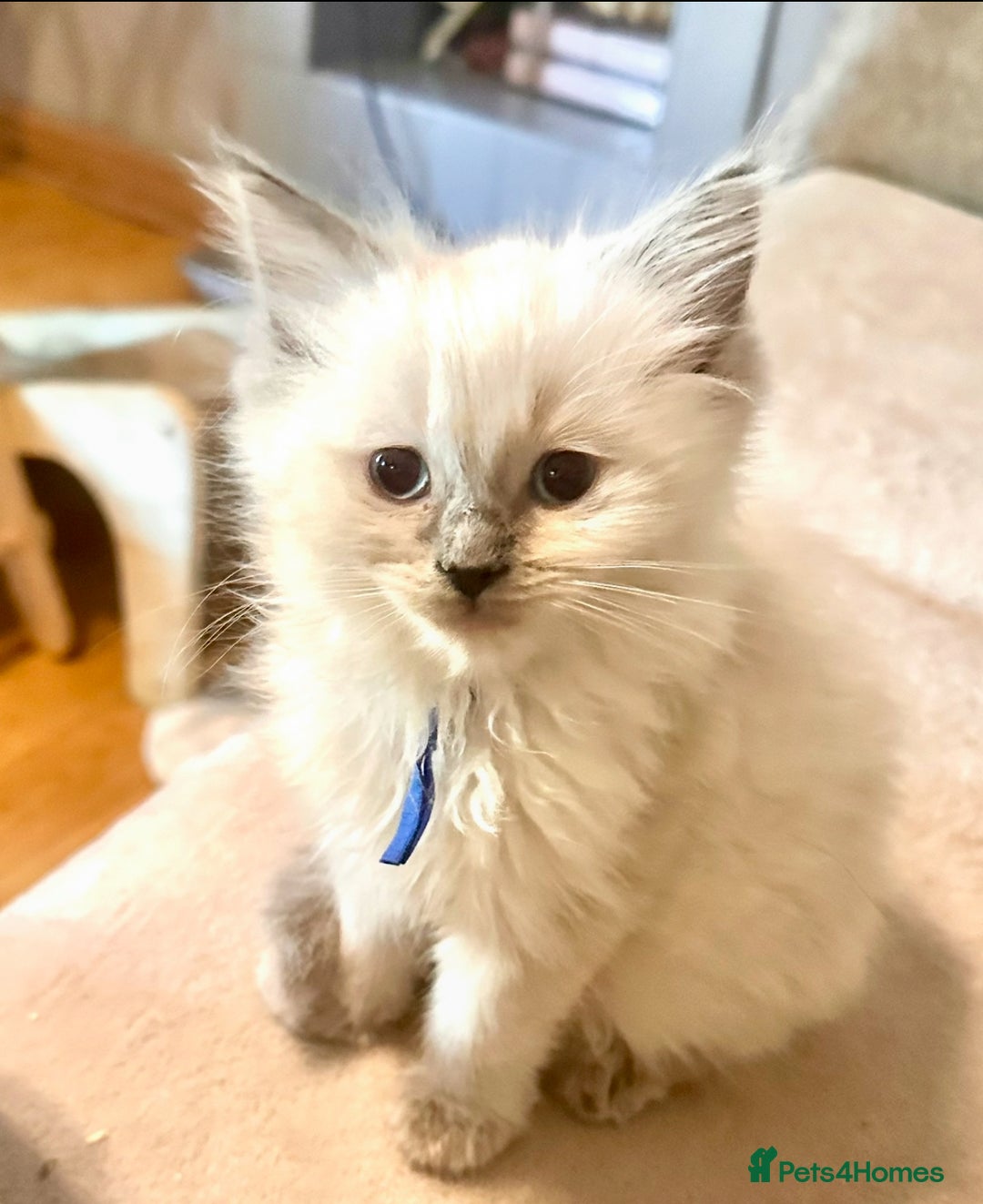 Ragdoll cats for sale: traditional Mitted ragdoll’s - Image 8