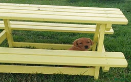 Labrador Retriever dogs for sale: **Only 2 Girls Left** Fox Red Labrador Puppies - Image 30
