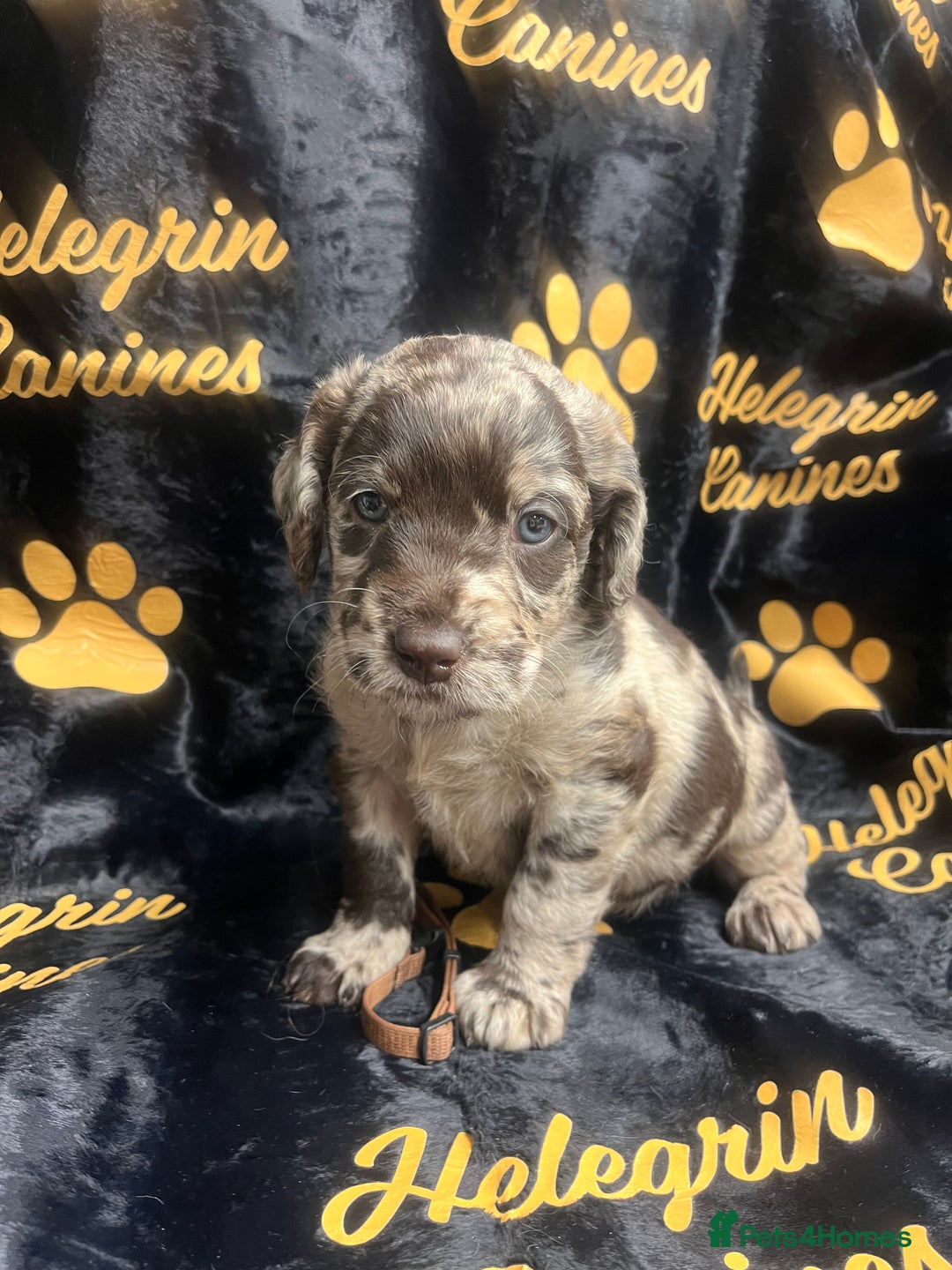 Labradoodle dogs for sale: 5 ⭐️ licensed Home breeder - Advert 22