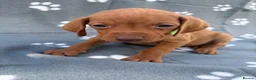 Hungarian Vizsla dogs for sale: Beautiful KC Reg Hungarian Vizsla Puppies - Advert 26