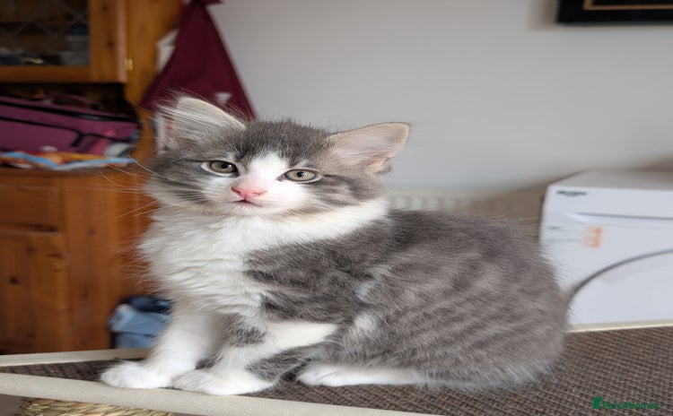 Mixed Breed cats - Advert 3