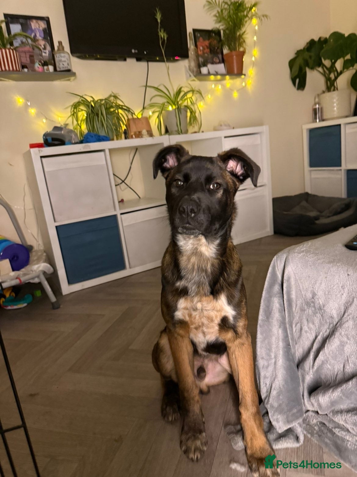 Mixed Breed dogs Malfoy - Belgian Husky Cross - Advert 1