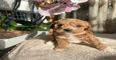 Maltipoo dogs - Advert 9