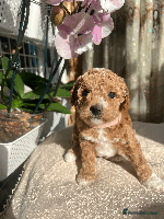 Maltipoo dogs - Advert 7