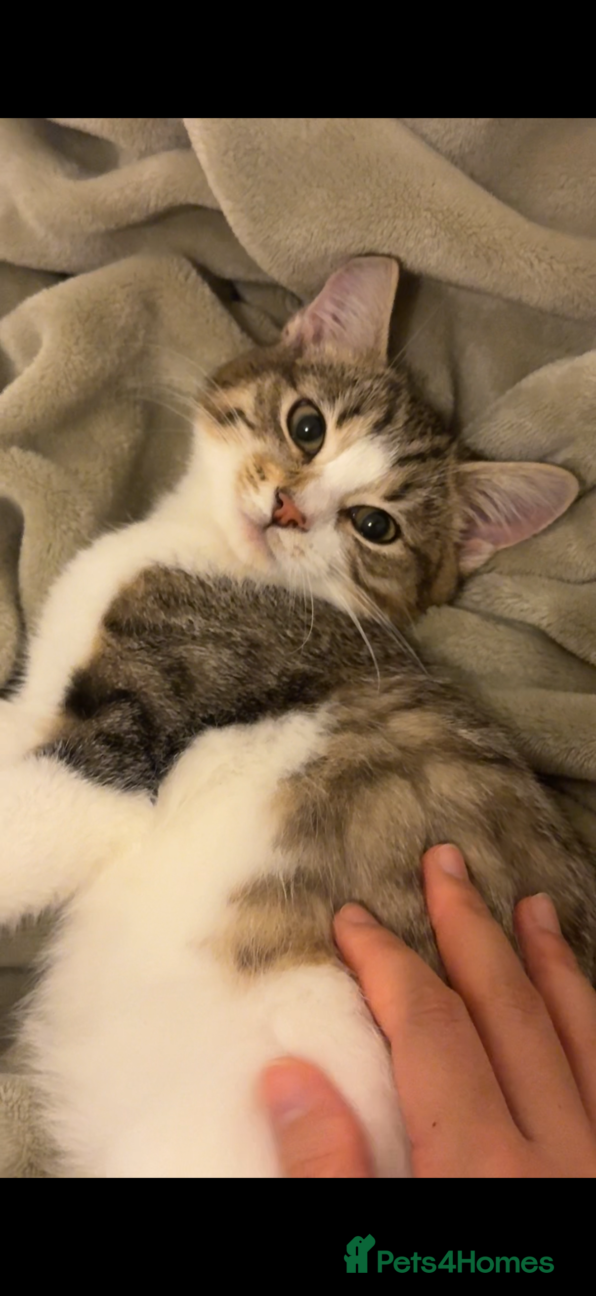 Mixed Breed cats Cute Tabby and White Boy  - Advert 1